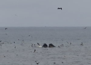 Humpback Whale Feeding Frenzy