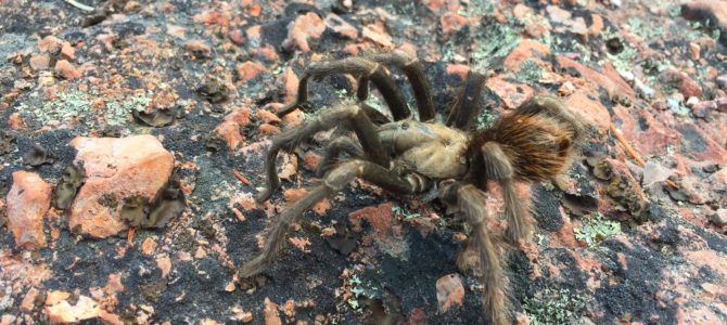 Halloween Themed Hike: Caves, Crags, Spiders, & Bats at Pinnacles National Park